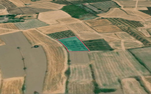 Bodrum Mumcular’da 1.761 m² Yatırımlık Satılık Tarla