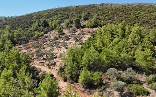 Bodrum Çiftlik’te 2.377 m² Yolu Olan Yerleşime Yakın Satılık Tarla